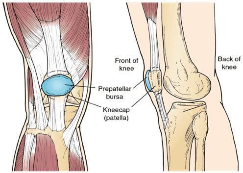 Prepatellar Bursa