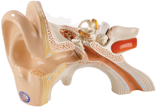 graphic if ear canal - a cut-away view