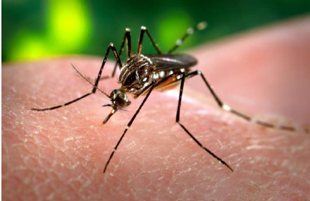 aedes aegypti mosquito