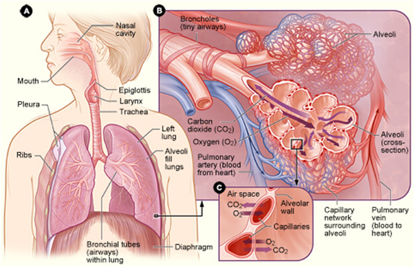 This is a picture of Anatomy drawings labeled of a respiratory system